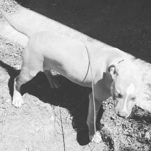 Meet your Posher, Elvin